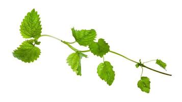 green twig with leaves of lemon balm isolated photo