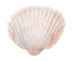 pink conch of cockle isolated on white photo