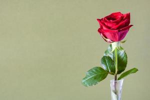 fresh red rose flower on olive color background photo