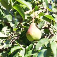 ripe pear in foliage of tree photo