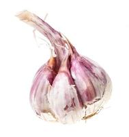 single bulb of ripe garlic isolated on white photo