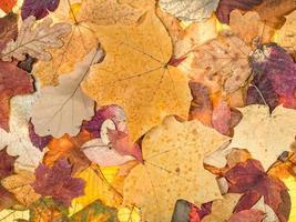 fondo de otoño de varias hojas caídas foto
