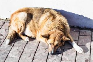 homeless red dog lies on pavement photo