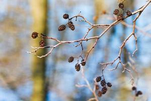 amentos femeninos secos en la rama de un árbol de aliso foto