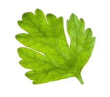 green leaf of fresh parsley isolated on white photo