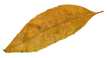 back side of old autumn fallen leaf of ash tree photo