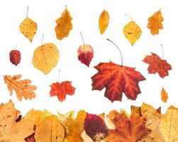 falling yellow leaves and leaf litter below photo