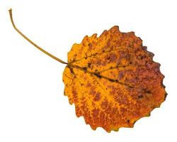 pied yellow fallen leaf of aspen tree isolated photo