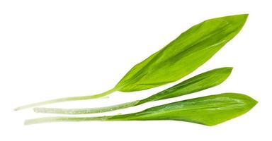 three separated twigs of wild garlic isolated photo