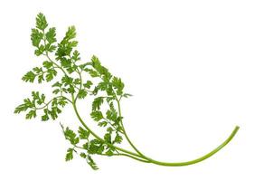 twig of fresh Chervil herb isolated photo