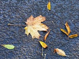 fallen leaves in melting first snow in autumn photo