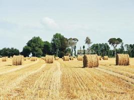 landscape with haystack rolls on harvested field photo