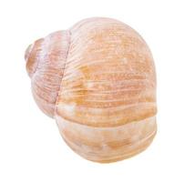front view of shell of land snail isolated photo
