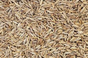 background - many cumin cuminum cyminum seed photo