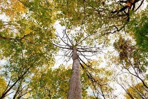 dead tree surrounded by yellow green autumn maples photo