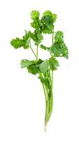 twig of fresh green cilantro isolated on white photo