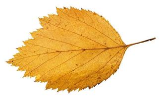 back side of yellow fallen leaf of hawthorn tree photo