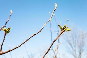 twigs with buds of tree and blue sky in spring photo