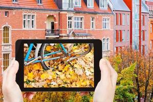 tourist photographs of yellow leaves in autumn photo