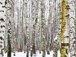 troncos de abedul en invierno foto