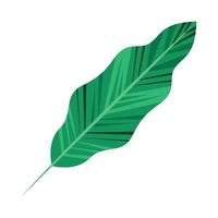 follaje de la planta de la hoja de café vector