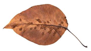 back side of rotten autumn leaf of apple tree photo