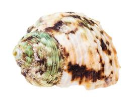 Hélice concha manchada marrón de molusco buccino foto