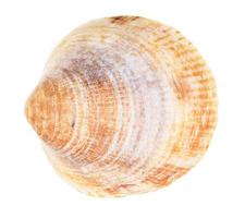 old yellow brown conch of clam isolated on white photo