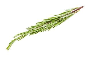 twig of fresh rosemary herb isolated on white photo