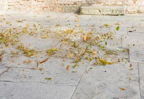 wind whirls leaves photo