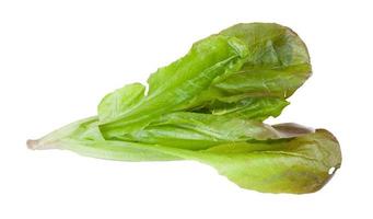 twig of fresh green Romaine lettuce isolated photo