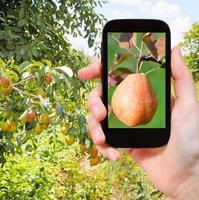 tourist photographs of ripe pear outdoors photo