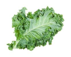 single green leaf of curly-leaf kale isolated photo