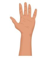 hand human open vector