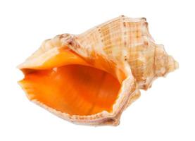 empty conch of rapana isolated on white photo
