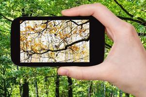 imagen de cambio de estaciones de verano y otoño foto