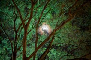 moon in night forest photo