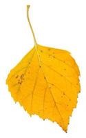 yellow fallen leaf of birch tree isolated on white photo