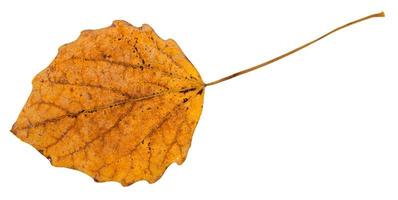 reverso de la hoja caída del árbol de álamo temblón aislado foto