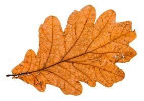 autumn broken leaf of oak tree isolated photo