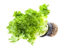 potted bunch of fresh green leaf lettuce isolated photo