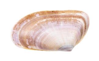 shell of clam isolated on white photo