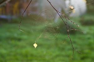 autumn sun lights gossamer with yellow leaf photo