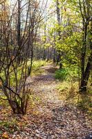 path with fallen leaves in urban park in autumn photo