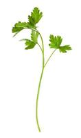 twig of fresh green parsley herb isolated on white photo