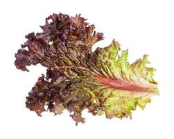 leaf of fresh Lollo rosso leaf lettuce isolated photo