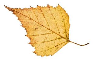 reverso de la hoja caída del árbol de abedul aislado foto