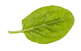 natural leaf of baby spinach isolated on white photo