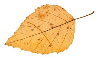 autumn yellow leaf with needle of larch tree photo