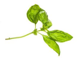 wewt twig of fresh green basil herb isolated photo